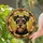 Curious Black Tan Terrier Dog Portrait Segmented Border - Home Decor Gift for Dog Lover Stained Glass Suncatcher - 2