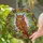 Majestic Owl Intricate Feathers Tiffany Stained Glass Window Decor Wildlife Lover Gift Stained Glass Suncatcher - 2