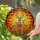 Deer Family Autumn Leaves Sunset Sky - Home Decor for Wildlife Lover Stained Glass Suncatcher - 2