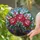 Glowing Peony Flowers Pink Buds Variegated Leaves Mosaic - Home Decor Gift Stained Glass Suncatcher - 2