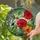 Hummingbird Red Hibiscus Tiffany Curling Vines - Home Decor Gift for Bird Lovers Stained Glass Suncatcher - 2