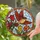 Plump Bird Tulips Red Berries Circular Frame Home Decor Gift for Wildlife Lover Stained Glass Suncatcher - 2