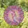 Majestic Galah Cockatoo Pink Crest Lavender Body Ornate Border - Wildlife Lover Home Decor Gift Stained Glass Suncatcher - 1