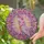 Majestic Galah Cockatoo Pink Crest Lavender Body Ornate Border - Wildlife Lover Home Decor Gift Stained Glass Suncatcher - 2