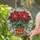 Poinsettia Plant Red Blooms Green Leaves Pot - Home Decor Gift for Plant Lover Stained Glass Suncatcher - 2