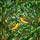 Yellow Warblers Birds Perched Foliage - Home Decor Gift for Bird Lovers Stained Glass Suncatcher - 5