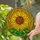 Edge-to-Edge Sunflower Mosaic with Seed Head Tiffany Glass - Home Decor Gift for Plant Lovers Stained Glass Suncatcher - 2