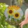 Sunflowers Floral Sun Sky Ground - Home Decor Gift for Flower Lover Garden Enthusiast Stained Glass Suncatcher - 2