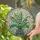 Lily of the Valley Pot Mosaic Sky - Home Decor Gift for Flower Lover Stained Glass Suncatcher - 2