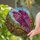Eagle Hawk Tiffany Glass Mosaic Sunlit Sky Botanical Home Decor Gift for Bird Lovers Stained Glass Suncatcher - 2