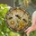 Three Bees Daisy Honeycomb Floral Vines - Wildlife Lover Home Decor Gift for Garden Bee Lover Stained Glass Suncatcher - 2