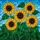 Jewel Tone Sunflowers Green Leaves Blue Sky Mosaic - Home Decor Gift for Gardeners Stained Glass Suncatcher - 5
