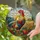 Rooster Berries Wheat Golden Field Rural Landscape - Farmhouse Home Decor Gift for Rooster Lover Stained Glass Suncatcher - 2