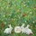 Three White Bunnies Wildflower Garden Floral Foliage - Everyday Carry Gift Quilted Tote Bag - 7