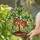 Vibrant Tiffany Tomato Plant Mosaic Geometric Red Tomatoes Home Decor Gift for Gardener Stained Glass Suncatcher - 2