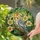 Cockatiel Tree Branch Flowers - Home Decor Gift for Bird Lover Stained Glass Suncatcher - 2