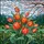 Blossoming Orange Coral Tulips Green Leaves Rolling Hills Sky - Home Decor Gift Stained Glass Suncatcher - 5