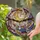 Golden Moon Gnarled Branch Crystal Stars - Cosmic Home Decor Gift Stained Glass Suncatcher - 2