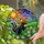 Skunk Orange Pumpkin Hat Blue Bird Daisies - Everyday Home Decor Gift for Wildlife Lover Stained Glass Suncatcher - 2