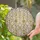 Radiant Suns Moons Stars Gold Filigree Crystal Cascade Home Decor Gift for Crystal Lover Stained Glass Suncatcher - 2