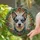 Australian Cattle Dog Red Yellow Flowers Green Foliage - Home Decor Gift for Dog Lover Stained Glass Suncatcher - 2