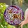 Chihuahua Dog Trotting Swirling Light Home Decor Gift for Chihuahua Lover Stained Glass Suncatcher - 2