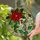 Hummingbird Poinsettia Botanical - Christmas Home Decor Gift for Bird Lovers Stained Glass Suncatcher - 2