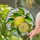 Tiffany Style Stained Glass Lemon Fruit & Leaf Mosaic - Home Decor Gift for Citrus Lover Stained Glass Suncatcher - 2
