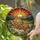 Tortoises Lush Plants Succulents Flowers Sunset Mountains - Wildlife Lover Gift Stained Glass Suncatcher - 2