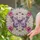 Stained Glass Butterfly Pink Roses Gold Filigree Gemstones - Home Decor Gift for Butterfly Lover Stained Glass Suncatcher - 2