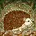 Stained Glass Hedgehog Mosaic Flowers Foliage Home Decor Gift for Wildlife Lover Stained Glass Suncatcher - 5