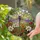 Ornate Dragonfly Iridescent Wings White Lilies Red Blossoms - Tiffany Glass Home Decor Gift Stained Glass Suncatcher - 2
