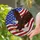 Bald Eagle American Flag Independence Day Home Decor Gift for Proud Veterans Stained Glass Suncatcher - 2