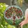 Vibrant Gnarled Apple Tree Pearl Ribbon Cloudy Sky Stained Glass Mosaic - Home Decor Gift Stained Glass Suncatcher - 2