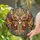 Antlered Butterfly Deer Pearl Orb Jeweled Wings - Home Decor Gift Stained Glass Suncatcher - 2