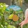Whole Lemon Orange Slice Butterfly Meadow Rolling Hills - Home Decor Gift Stained Glass Suncatcher - 2
