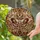 Symmetrical Moth Eye-Spot Venation Outstretched Wings - Window Decor Display Gift Stained Glass Suncatcher - 2