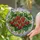 Red Ripe Strawberries Yellow Seeds Green Calyxes Leaves Window Decor Gift for Fruit Lover Stained Glass Suncatcher - 2