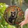 Black Bear Cub Autumn Leaves Red Bird Stained Glass Forest - Home Decor Gift Stained Glass Suncatcher - 2