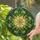 Radiant Golden Star Green Leaves Yellow Flowers Tiffany Glass Mosaic Home Decor Gift Stained Glass Suncatcher - 2
