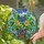 Potted Blue Berries Yellow Flowers Green Leaves Plant - Home Decor Gift for Plant Lover Stained Glass Suncatcher - 2