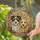 Tri-Color Golden Blonde Terrier Dogs Gentle Expressions - Home Decor Gift for Dog Lover Stained Glass Suncatcher - 2