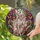 Sphynx Cat Paw Raised Bow Tie Swirling Botanicals Home Decor Gift for Feline Lover Stained Glass Suncatcher - 2