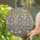 Tiffany Crystal Starburst Rose Spheres Prismatic Scattered Light Home Decor Gift Stained Glass Suncatcher - 2