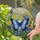 Blue Butterfly Blooming Flowers Stained Glass - Nature Home Decor Gift Stained Glass Suncatcher - 2