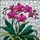 Pink Phalaenopsis Orchid Tiffany Glass Home Decor Gift for Orchid Lover Stained Glass Suncatcher - 5
