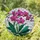 Pink Phalaenopsis Orchid Tiffany Glass Home Decor Gift for Orchid Lover Stained Glass Suncatcher - 1
