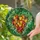 Bell Peppers Chili Peppers Leaf Cluster Mosaic - Kitchen Home Decor Gift for Foodie Stained Glass Suncatcher - 2