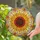 Sunflower Petals Red Orange Ring Rays of Light Clouds - Home Decor Gift for Garden Lover Stained Glass Suncatcher - 2