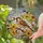 Songbird Yellow Orange Floral Branch Blue Green Sky - Home Decor Gift for Bird Lover Stained Glass Suncatcher - 2